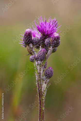 Distel