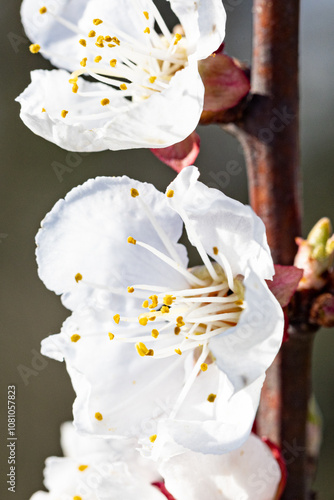 Marillenblüte