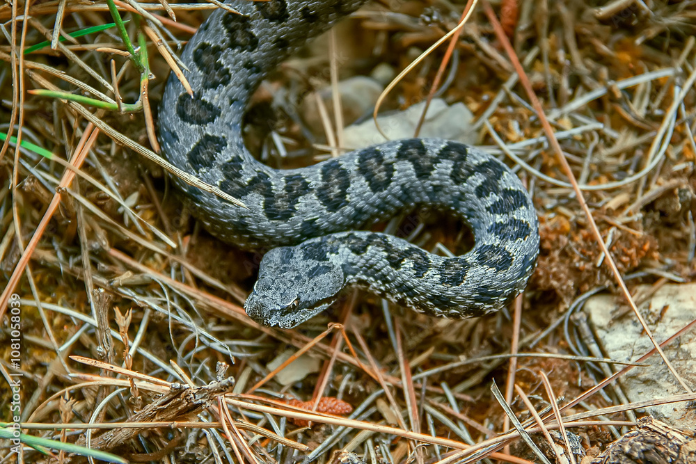 Víbora hocicuda o aspid, en el parque natural de Cazorla, Segura y Las Villas. Víbora hocicuda o aspid, en el parque natural de Cazorla, Segura y Las Villas.