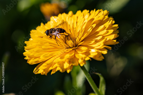 blume mit biene