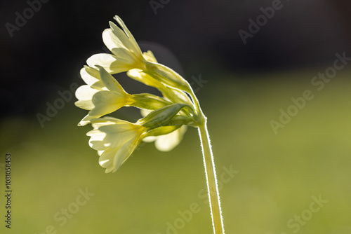 Schlüsselblume