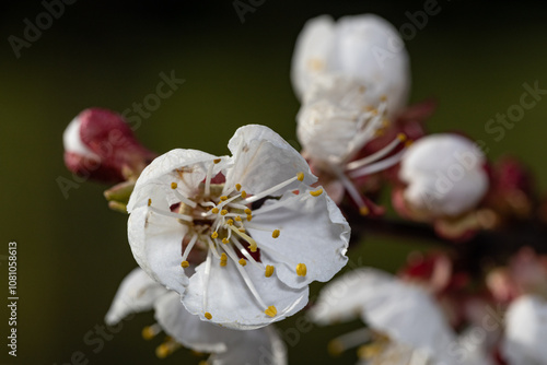 Marillenblüte