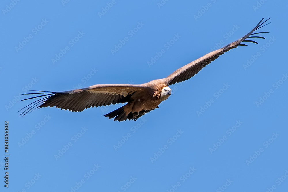 Buitre leonado en vuelo, en el parque natural de Cazorla, Segura y Las Villas. Buitre leonado en vuelo, en el parque natural de Cazorla, Segura y Las Villas.