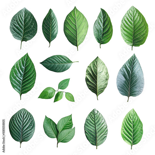 A Set Of green leaves Isolated On Transparent Background