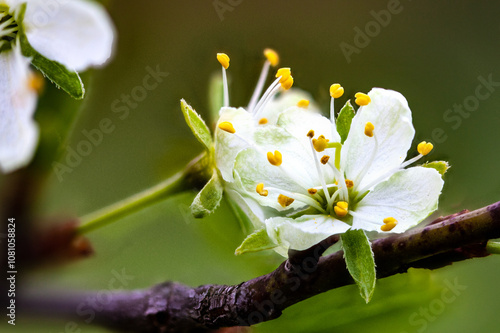 Baumblüte