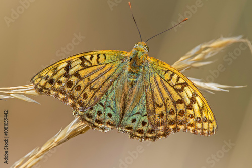 Mariposa nacarada, en el parque natural de Cazorla, Segura y Las Villas. photo