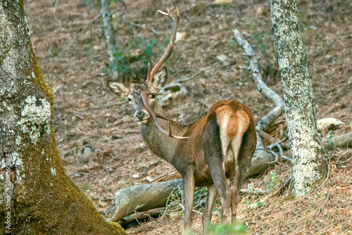  Ciervo en época de berrea, en el parque natural de Cazorla, Segura y Las Villas. photo