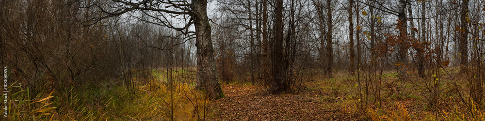 autumn landscape with bare trees, bushes and a path strewn with dry fallen leaves. late fall colors on a cloudy November day. widescreen panoramic side view in 20x5 format autumn landscape with bare trees, bushes and a path strewn with dry fallen leaves. late fall colors on a cloudy November day. widescreen panoramic side view in 20x5 format