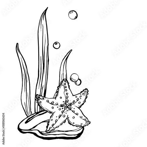 Starfish sketch vector. A black and white illustration underwater sea animals. Seabed landscape. Monochrome Outline marine star painted by black inks. Hand drawn Graphic line art of sea life