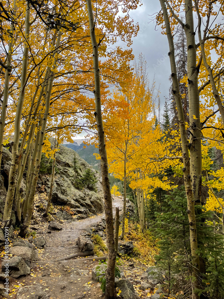 Obraz premium Golden autumn hues along Colorado hiking trail with vibrant yellow aspen trees and falling leaves creating a fall landscape
