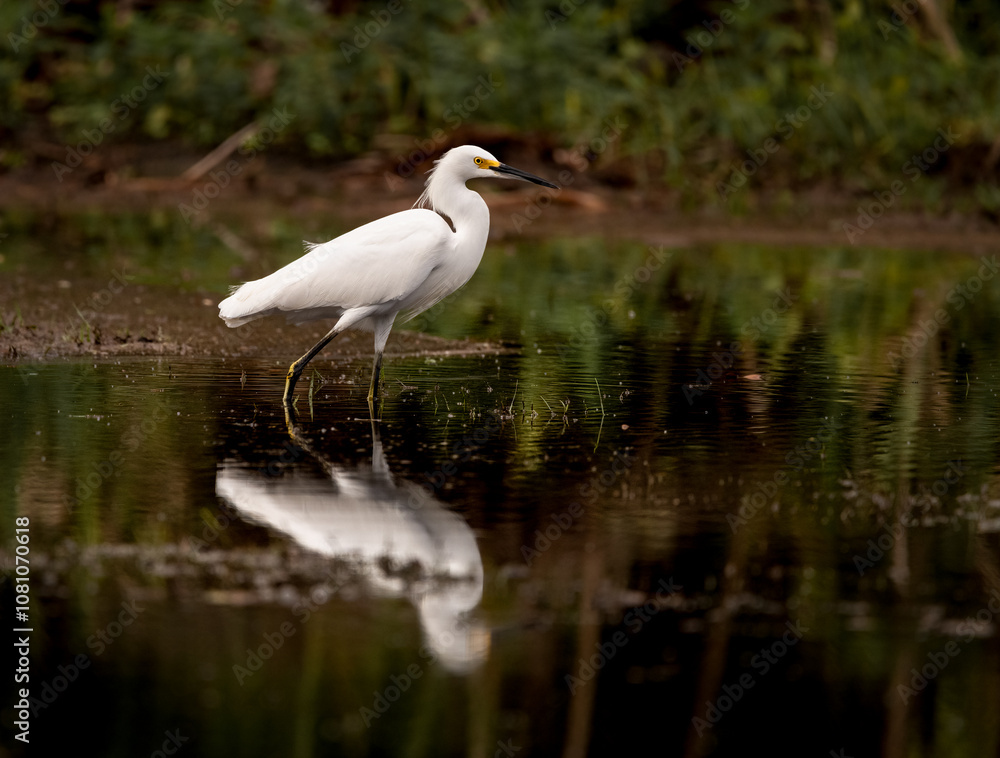 Snowy Egret and it's Reflection Snowy Egret and it's Reflection