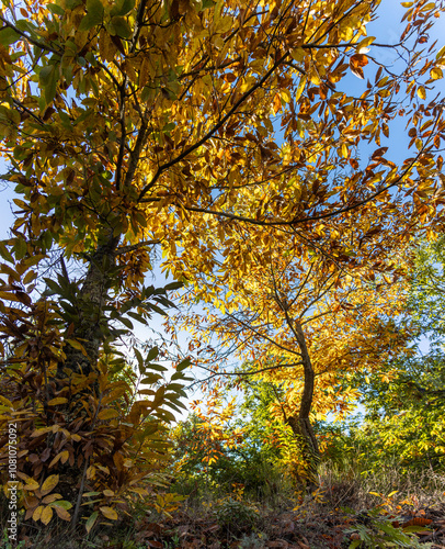 Chestnut forest, with leaves in warm shades of yellow, orange, and brown. Sunlight filters gently through the branches, creating a golden glow effect on the leaves. Castañar de Ibor, Cáceres, Spain photo