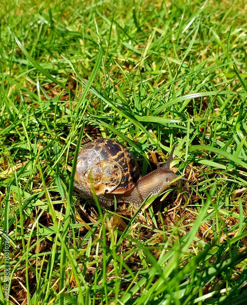 A snail slowly crawls across the grass, its spiral shell glistening in the light. The close-up reveals its delicate texture and the subtle details of its journey through the vibrant green blades. A snail slowly crawls across the grass, its spiral shell glistening in the light. The close-up reveals its delicate texture and the subtle details of its journey through the vibrant green blades.