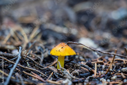 Small yellow Hygrocybe conica mushrooms photo