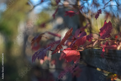 In autumn, the park transforms into a breathtaking scene as leaves turn golden, red, and orange, blanketing the ground in warm colors while a crisp breeze stirs the air. photo