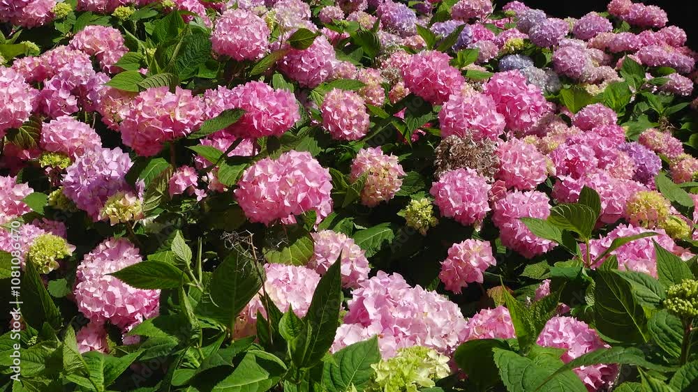 A stunning display of pink hydrangea blossoms shines brightly under the summer sun in a lush garden, bringing a vibrant touch to the greenery surrounding them. A stunning display of pink hydrangea blossoms shines brightly under the summer sun in a lush garden, bringing a vibrant touch to the greenery surrounding them.