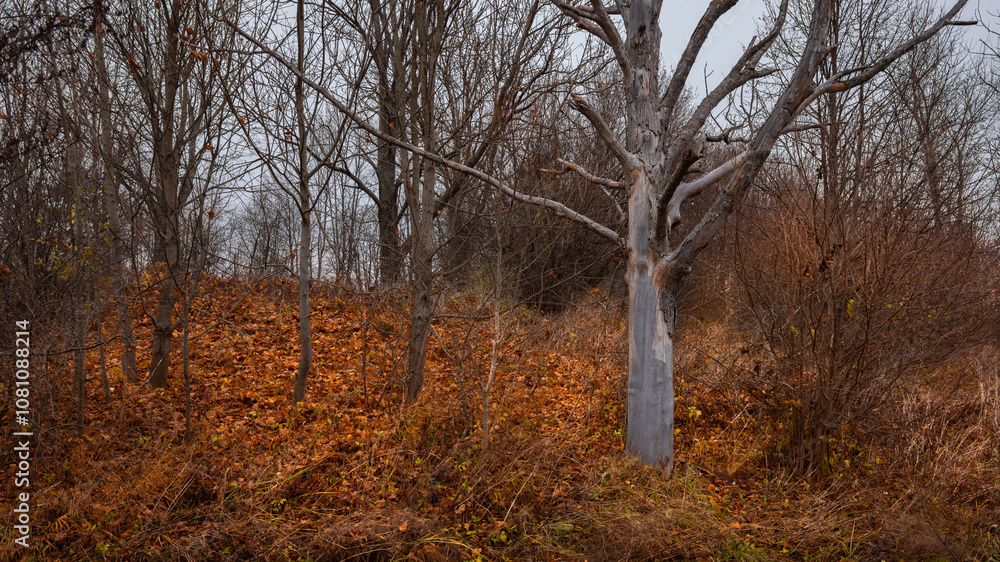 autumn landscape with bare trees, snag, bushes and bright orange fallen leaves on a hillside. late fall vibrant colors on a cloudy november day. side view in wide format 16x9 autumn landscape with bare trees, snag, bushes and bright orange fallen leaves on a hillside. late fall vibrant colors on a cloudy november day. side view in wide format 16x9
