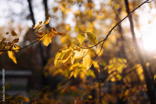 Yellow autumn leaves on the light. fall forest