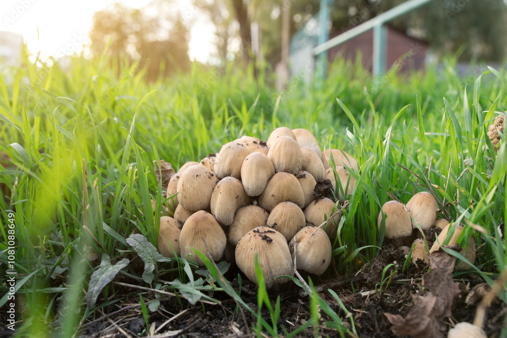 A cluster of small beige mushrooms growing on fresh green grass, illuminated by warm sunlight. The photo captures the beauty of nature and the intricate details of wild fungi in their natural habitat. A cluster of small beige mushrooms growing on fresh green grass, illuminated by warm sunlight. The photo captures the beauty of nature and the intricate details of wild fungi in their natural habitat.