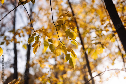 Yellow autumn leaves on the light. fall forest