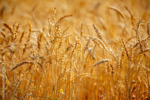 Wheat ears in the sunlight