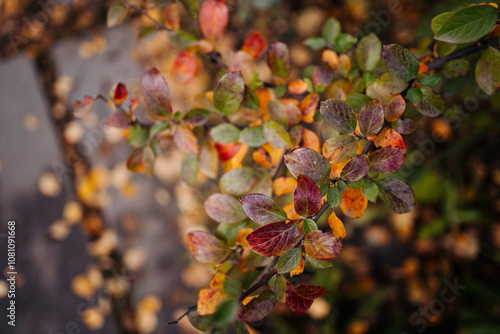 autumn branches with leaves on a dark background