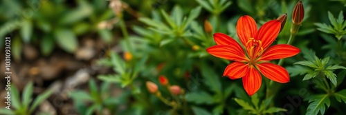 Vibrant red crocosmia flower blooming in the garden surrounded by green leaves, foliage, blooming photo