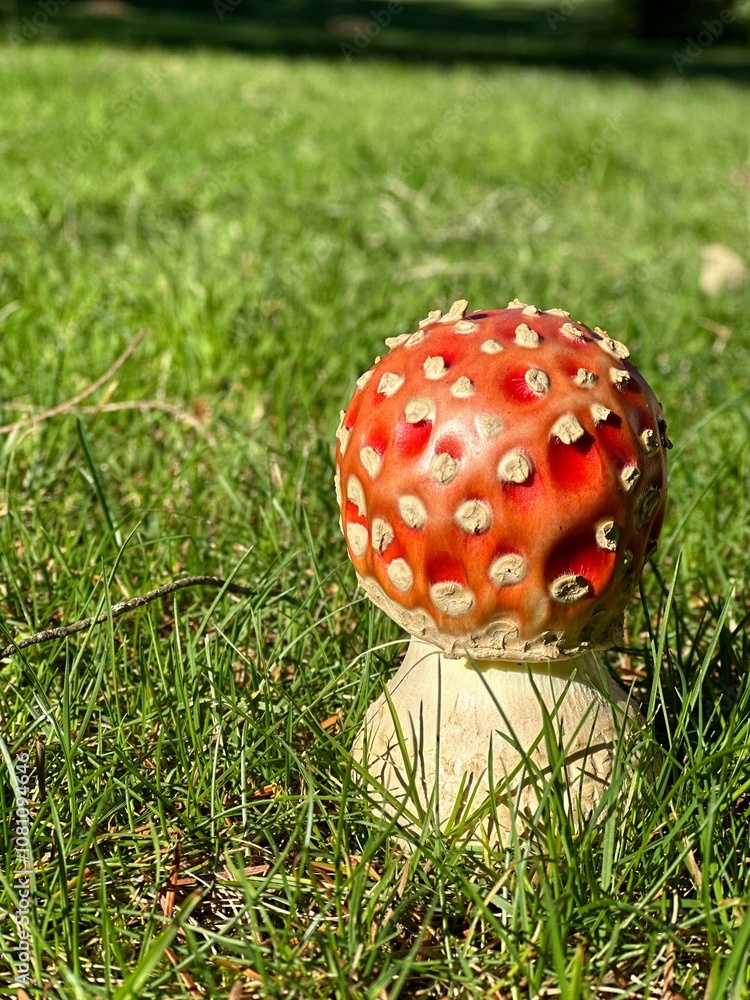 Close Up of Single Amanita Muscaria Close Up of Single Amanita Muscaria
