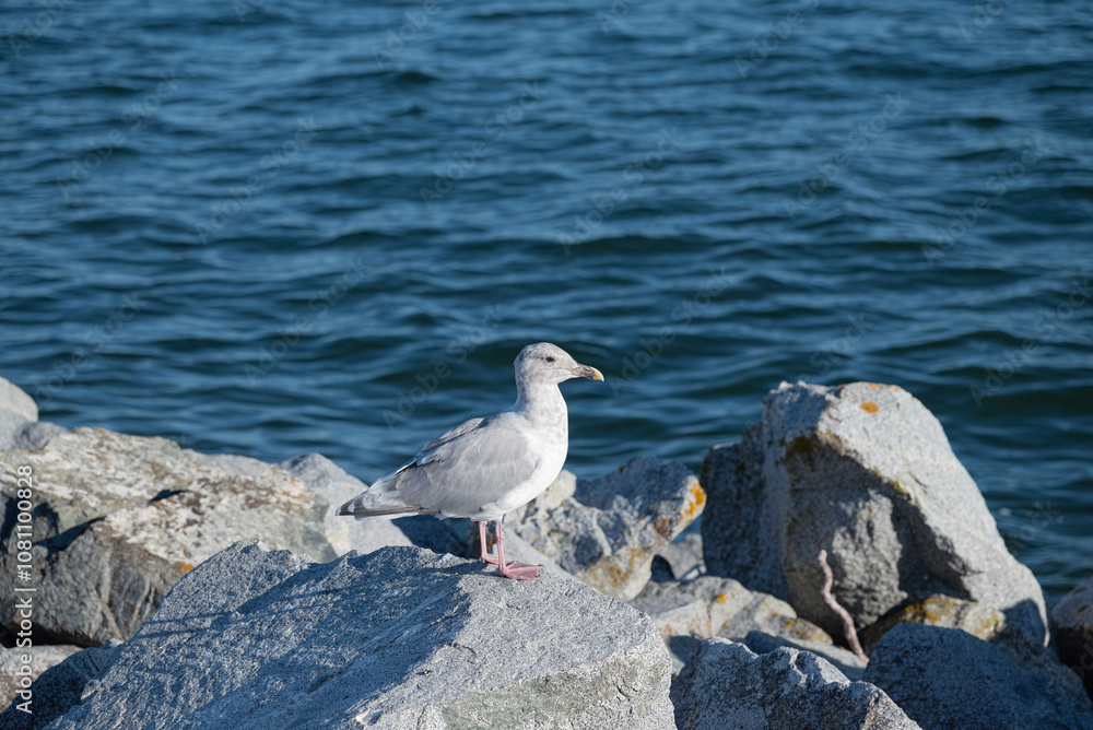 Seagull on a rock by the sea, closeup of photo Seagull on a rock by the sea, closeup of photo