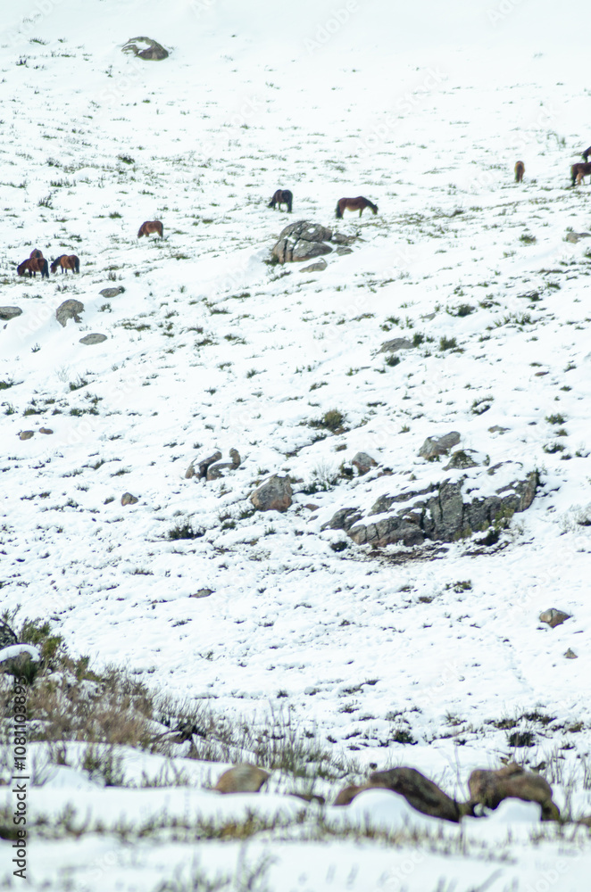 wild horses called garranos in the snowy mountains of the Peneda Geres National Park, in Portugal. wild horses called garranos in the snowy mountains of the Peneda Geres National Park, in Portugal.