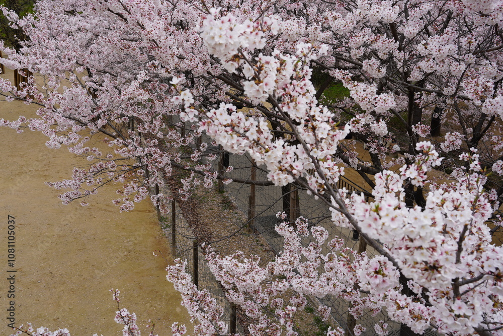 Blooming Sakuras over empty path Blooming Sakuras over empty path