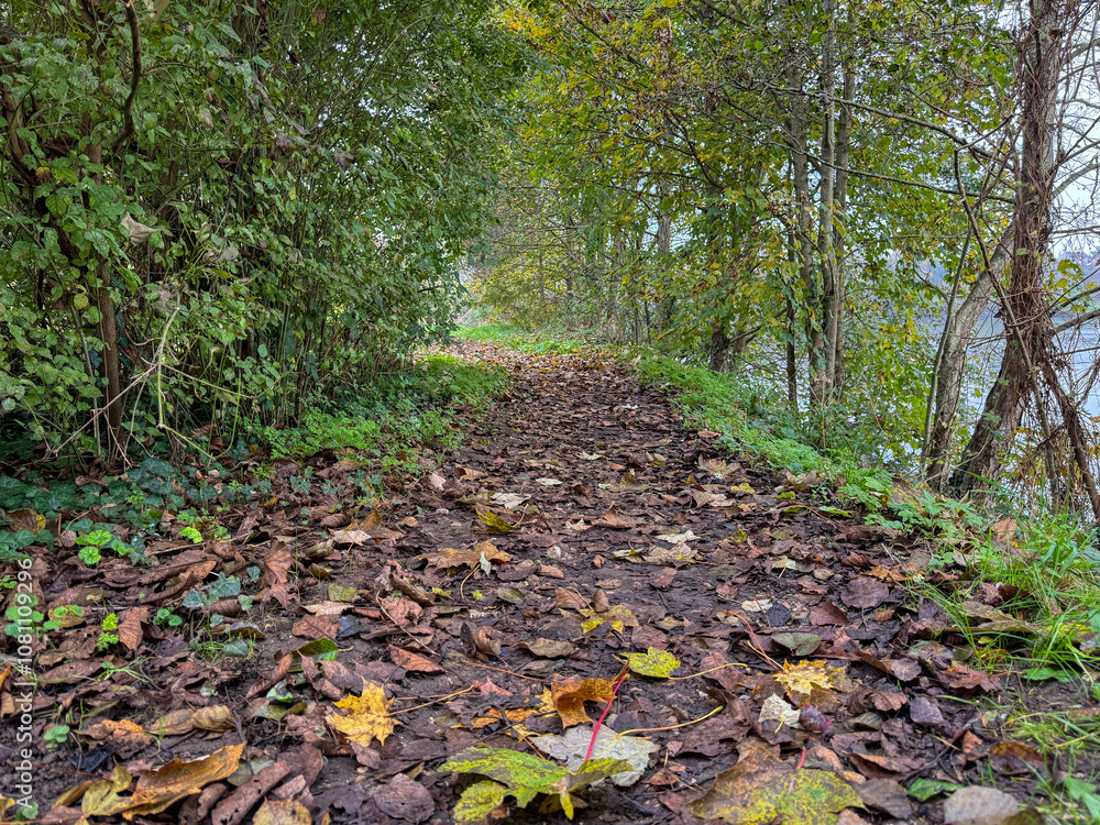 Autumn path lined with fallen leaves near a tranquil lake surrounded by greenery in early morning light Autumn path lined with fallen leaves near a tranquil lake surrounded by greenery in early morning light