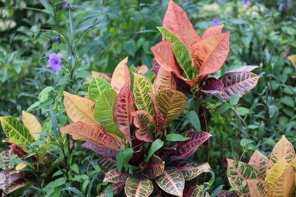 Obraz premium Red and yellow leaves