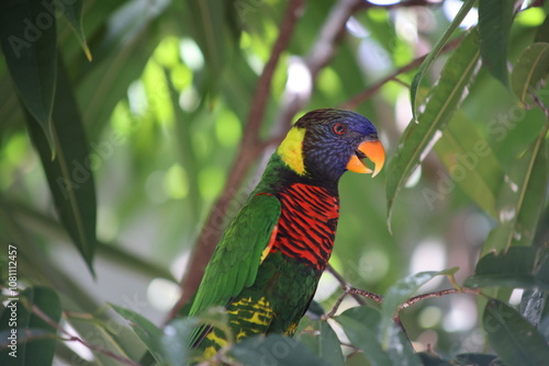 Fotografía Rainbow lorikeet in the tree