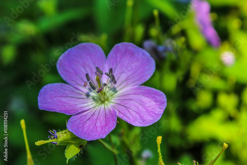 purple flowers in the garden