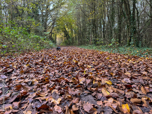 Autumn walk through a peaceful forest path covered in colorful fallen leaves during a quiet afternoon