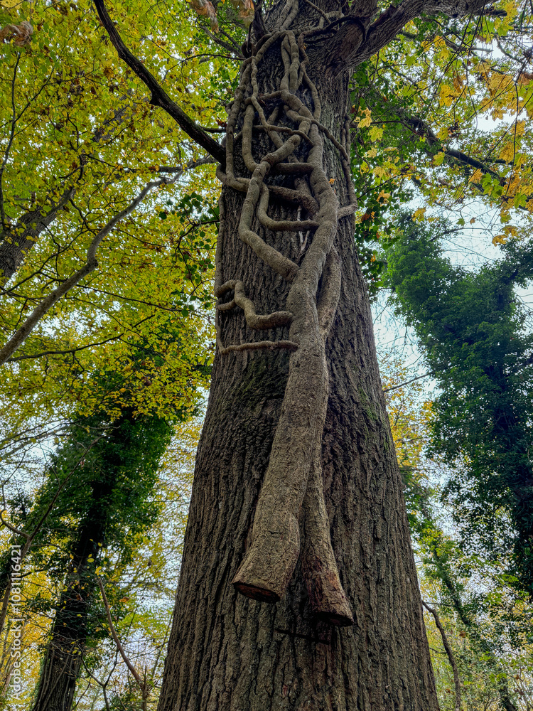 Fototapeta premium A twisted vine clings to the trunk of a large tree in a lush forest during autumn showcasing nature's unique artistry