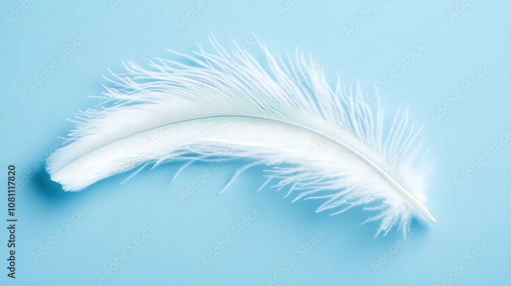 Obraz premium Single White Feather on Light Blue Background