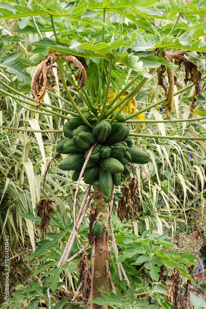Fototapeta premium A bunch of green bananas hanging from a tree