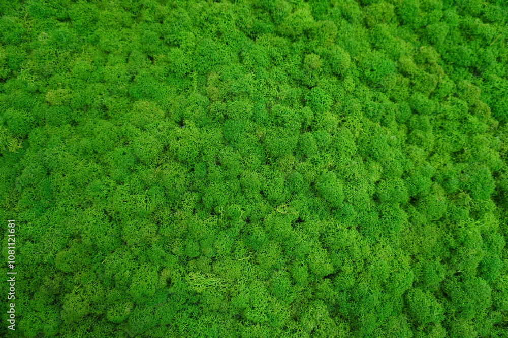 Lush green moss texture covering the surface in a natural pattern. Lush green moss texture covering the surface in a natural pattern.
