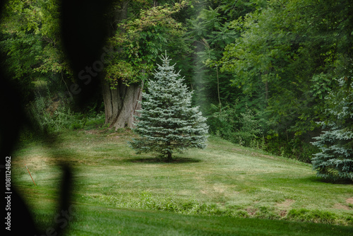 lonely pine tree