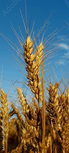 ears of wheat