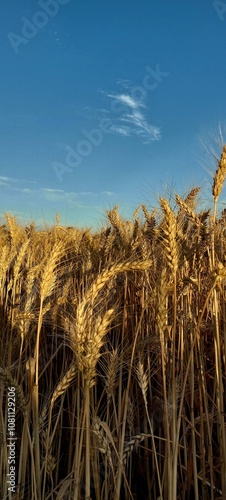 field of wheat