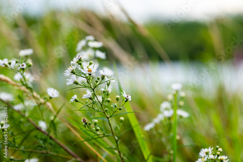 flowers in the grass