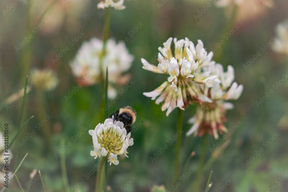 bee on a flower bee on a flower