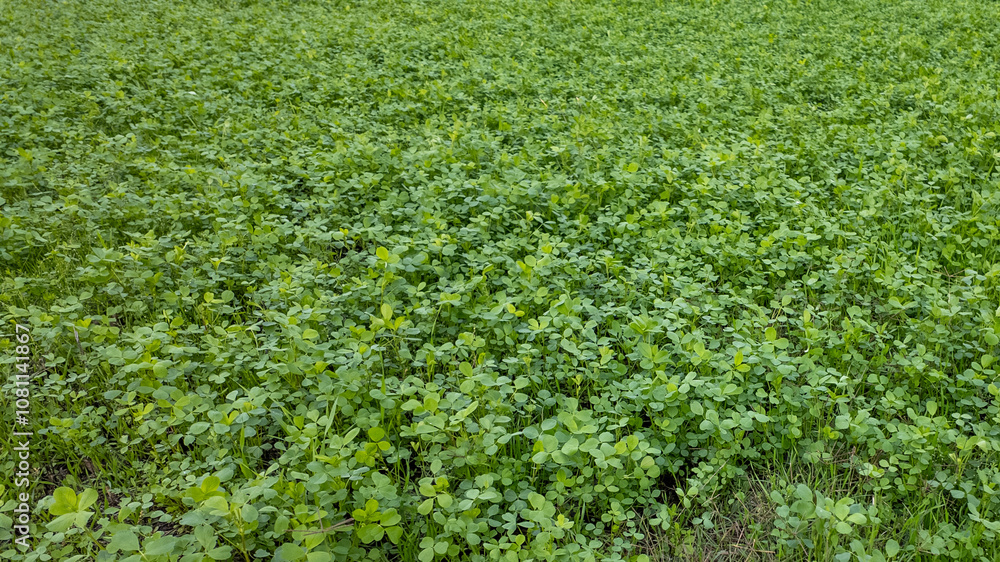 A lush green field of clover symbolizes good luck and is perfect for St Patrick's Day celebrations and themes A lush green field of clover symbolizes good luck and is perfect for St Patrick's Day celebrations and themes