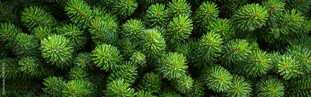 Lush green fir tree branches create a serene natural backdrop Lush green fir tree branches create a serene natural backdrop