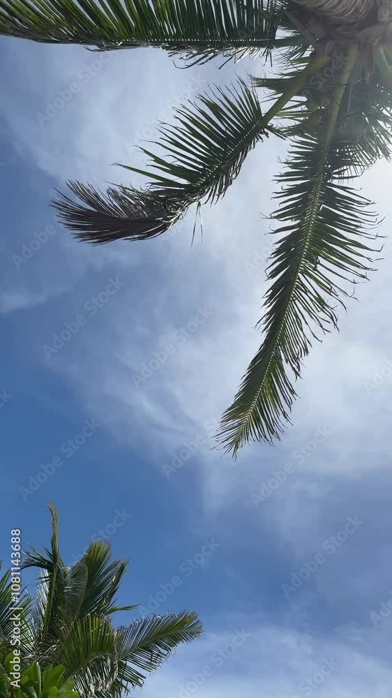 Waving palm tree mexico Waving palm tree mexico