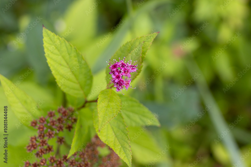 Delicate Lilac Flower Against Greenery Delicate Lilac Flower Against Greenery