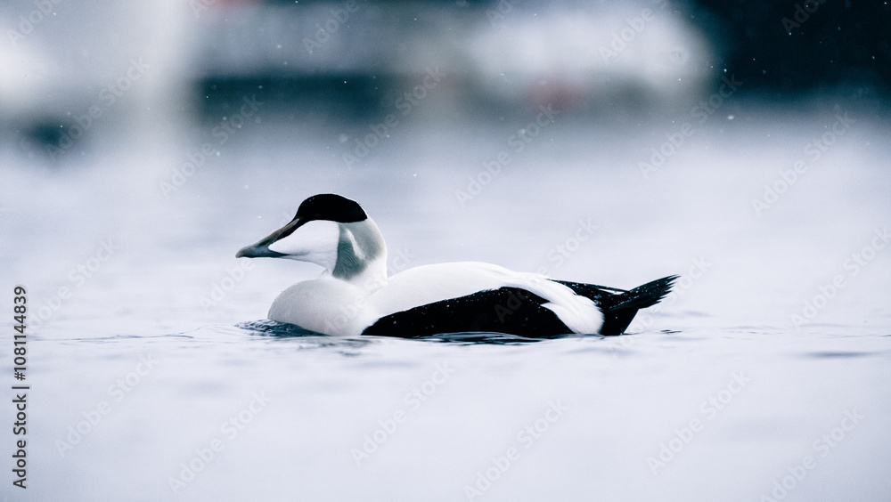 Fototapeta premium Common eider